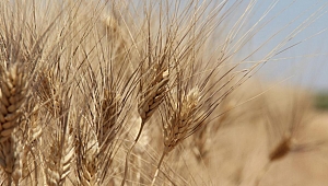 Putin'den tahıl krizine alternatif çözüm