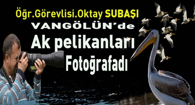 Subaşı Vangölü'nde Ak Pelikanları Resimledi
