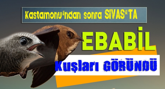 Sivas'ta Ebabil Kuşu Bulundu