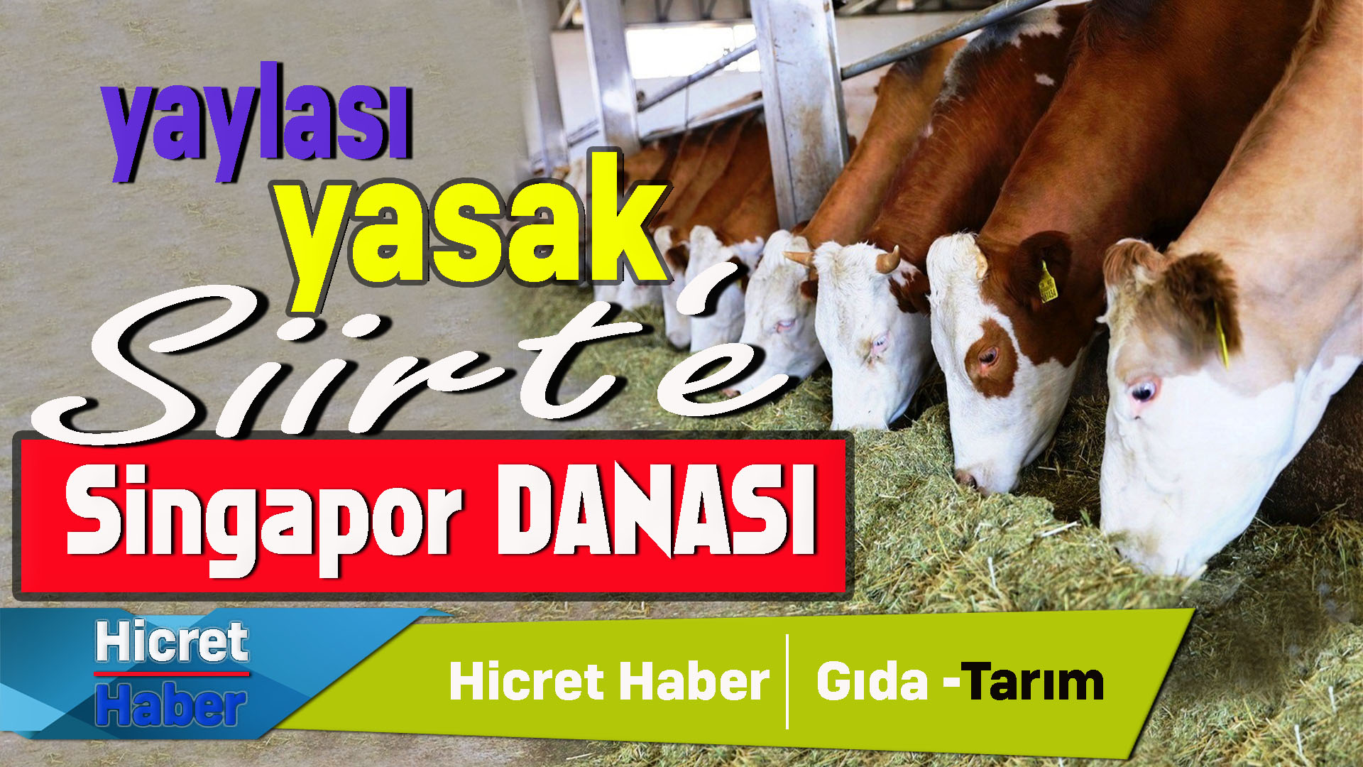 Siirt'e Singapur Danası Saçmalığı