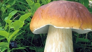 Yaşlanmayı yavaşlatan besin