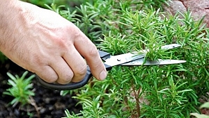 Aşkın dili: Biberiye..