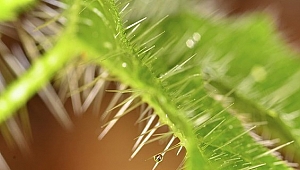 'Isırgan otu' deyip geçmeyin!