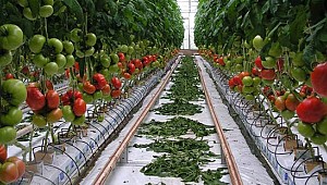 Domates'te Rekor Talep