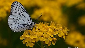 Günün Resmi'nde Alıç Kelebeği