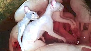 Vietnam'da Kedi Eti Satanalra Tepki
