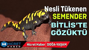 Dünya'da Nesli Tükenen Semender Bitlis'te Gözüktü