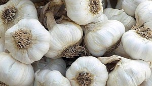 Kısırlığa sarımsak!..