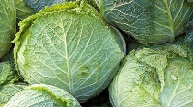 Lahana bir çok hastalığın kalkanı!