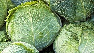 Lahana bir çok hastalığın kalkanı!