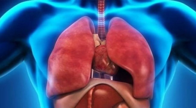 Vücudumuzda yeni bir organ keşfedildi!