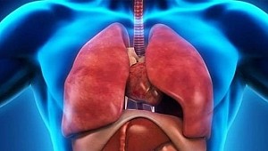 Vücudumuzda yeni bir organ keşfedildi!