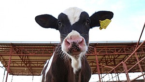 250Bin Düve Başvurusu Sona Eriyor