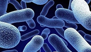 Kanada'daki Türk bilim insanının başarısı