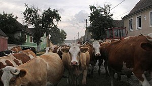 Rus etine vize çıktı