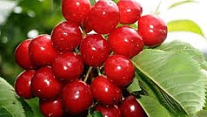 Vişne hangi hastalıklara iyi gelir?