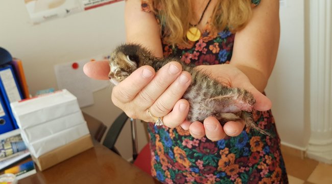 Kırklareli'nde vahşet: Ayağı koparılmış yavru kedi bulundu