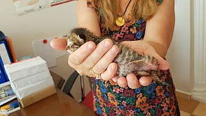 Kırklareli'nde vahşet: Ayağı koparılmış yavru kedi bulundu