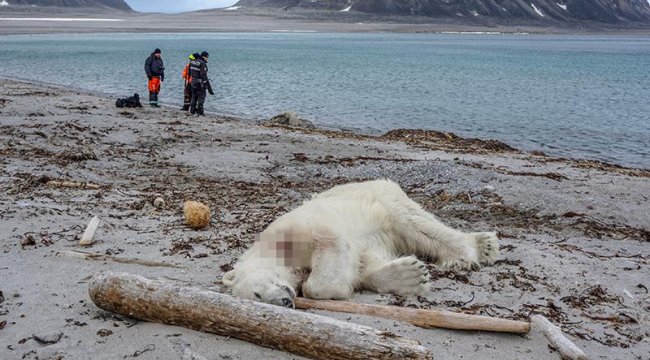 Norveç'te turistik gezide vahşet: Kutup ayısı öldürüldü