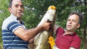 Oltasına takıldı! Tam 50 kiloluk...