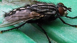 Parfümünüz sinekleri, böcekleri çağırmasın!..