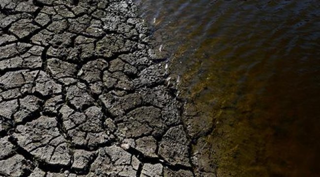 100 ton balık kuraklık nedeniyle öldü