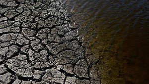 100 ton balık kuraklık nedeniyle öldü