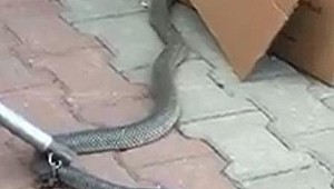 2 metrelik yılan fabrikada dehşet saçtı