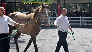 2 yaşındaki tay 160 bin liraya satıldı