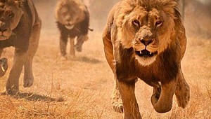 Aslanların soyu tükeniyor