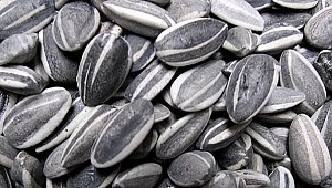 Ay çekirdeği Alzheimer’ı önlüyor