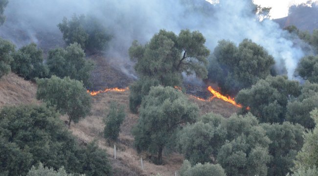 Aydın'da zeytin ağaçları yandı