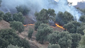 Aydın'da zeytin ağaçları yandı