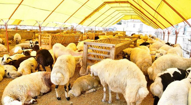 Büyükbaş kurbanlık 7 bin liradan başlıyor