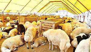 Büyükbaş kurbanlık 7 bin liradan başlıyor