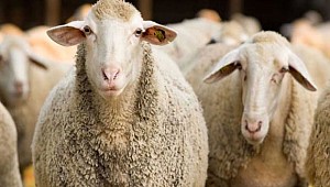 Diyanet uyardı! 'Kurbanınız geçersiz sayılır'