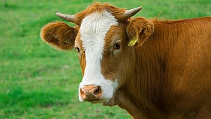 Diyanet, vekaletle kurbanı denetleyecek