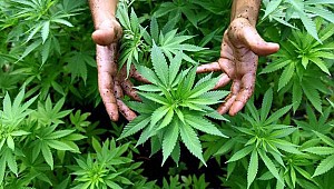 Esrar için 5,7 milyar Kanada doları harcadılar