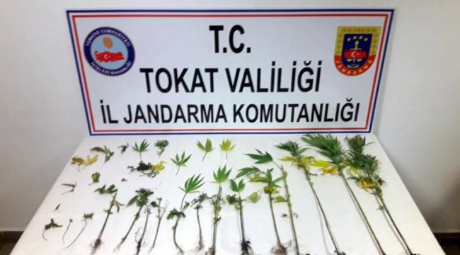 Hint kenevirlerini sularken yakalandı