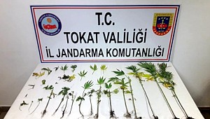 Hint kenevirlerini sularken yakalandı