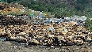  İsyan ettiren görüntü! Oraya bırakıp kaçtılar...