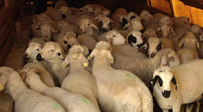 Kızılay'ın yurt dışı kurban bedeline 'döviz' düzenlemesi