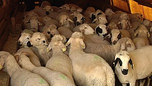 Kızılay'ın yurt dışı kurban bedeline 'döviz' düzenlemesi