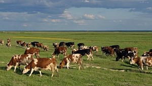 Kurban alacaklar dikkat! 'Kalıntı olabilir'