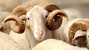 O ülkede Kurban Bayramı 21 Ağustos'ta başlayacak