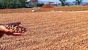 Ordu'da fındık piyasası hareketlendi