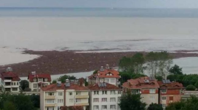 Ordu'da selin ardından denizde fındık adası oluştu