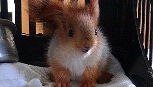 Polis yavru sincabı gözaltına aldı