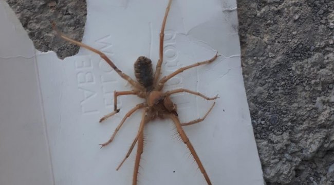 Sınırda sarıkız örümceği paniği