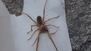 Sınırda sarıkız örümceği paniği